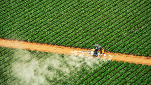 Best Ant Control Services  in Tuba City, AZ